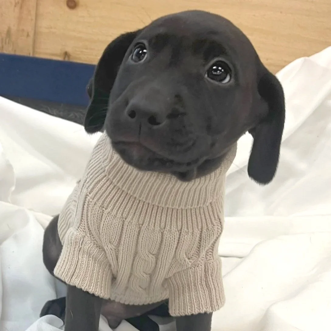 Elvis - The Licorice Litter - Adopted