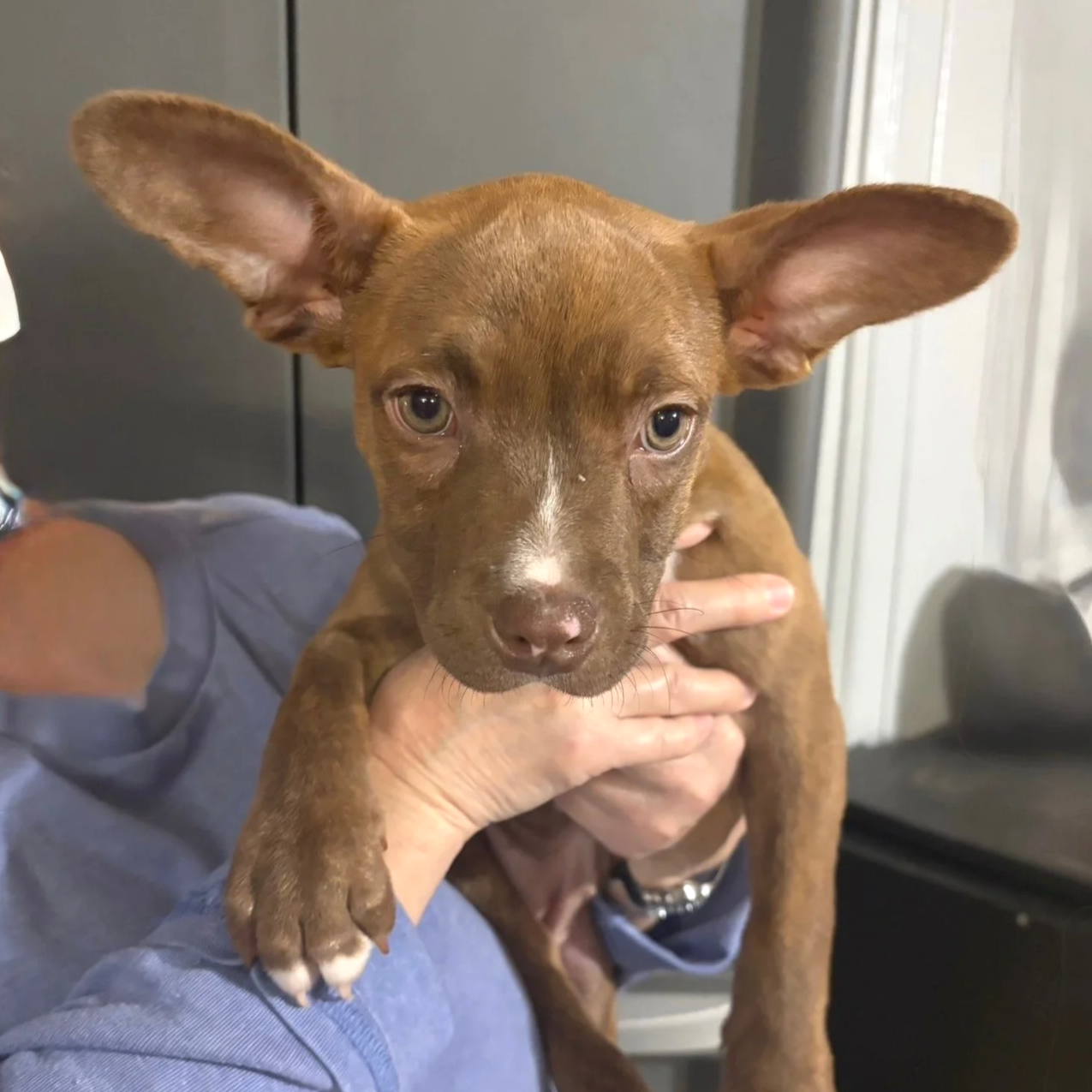 Glitter - The New Year Litter