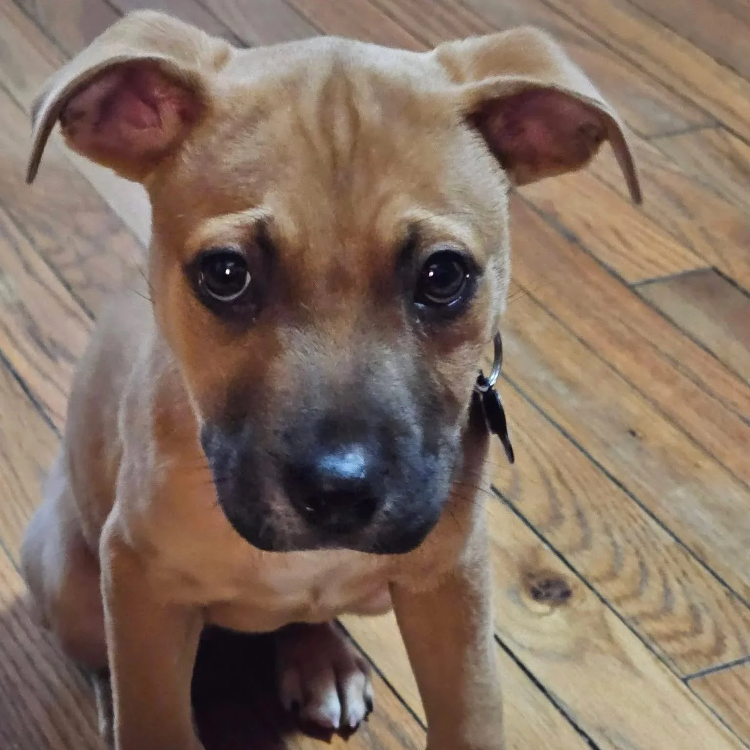 Daphne - The Mystery Gang - Available to Meet in Vermont - Adopted