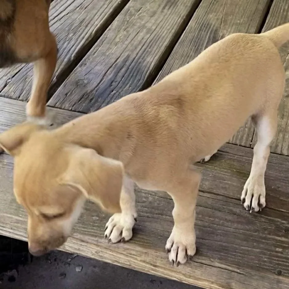 Peanut3.jpg