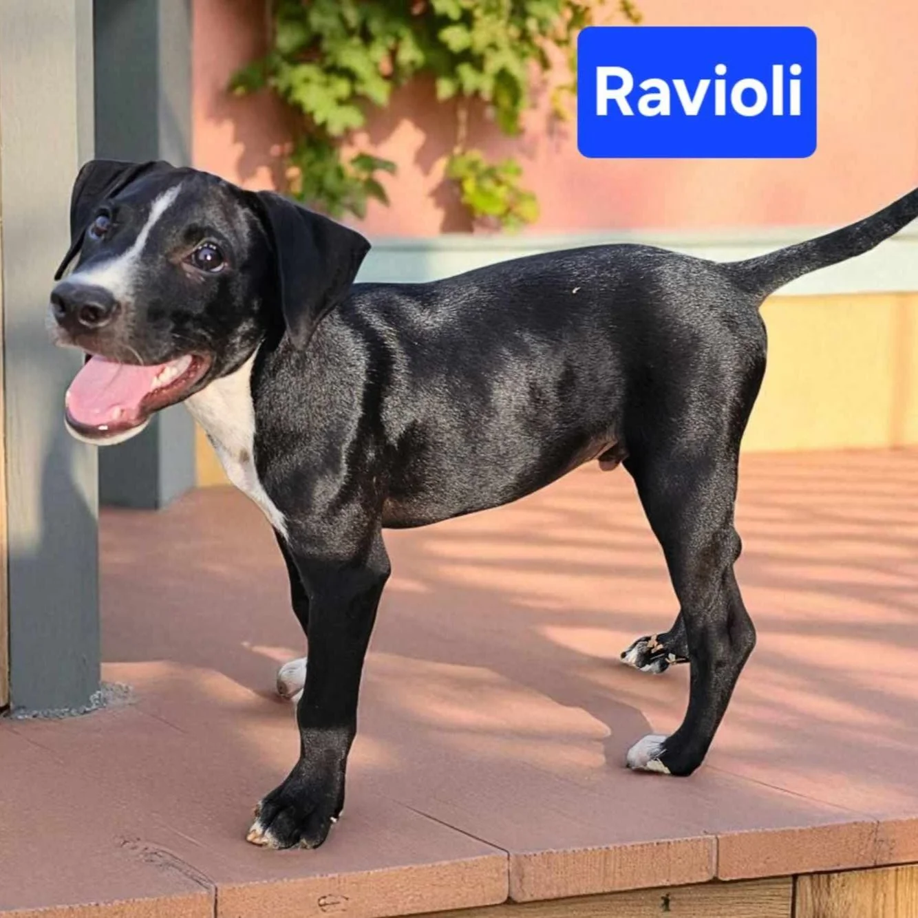 Ravioli1.jpg