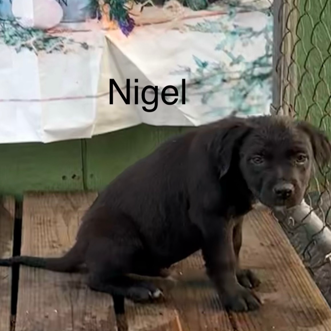 nigel2.png