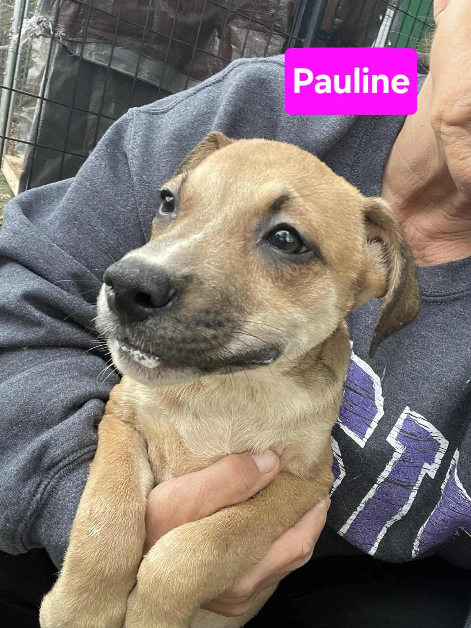 Pauline - The 1920s Gang