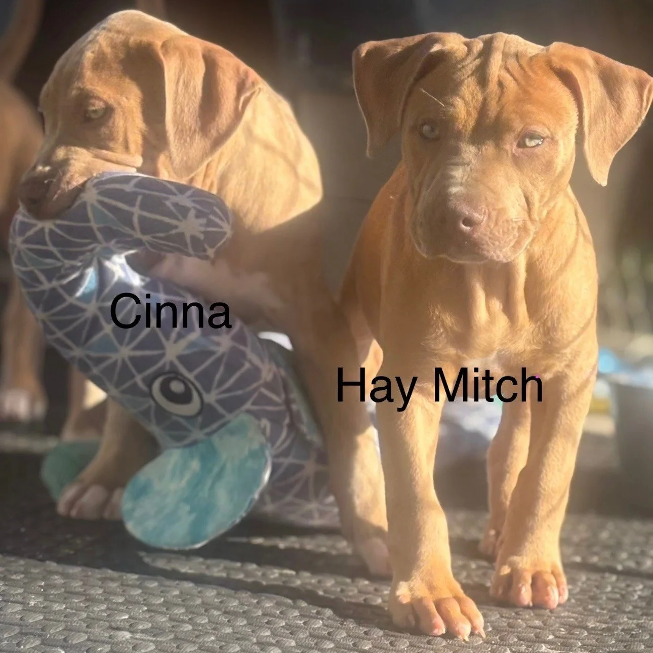 Haymitch3.png