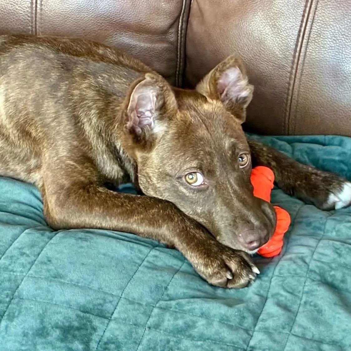 evie1.jpg