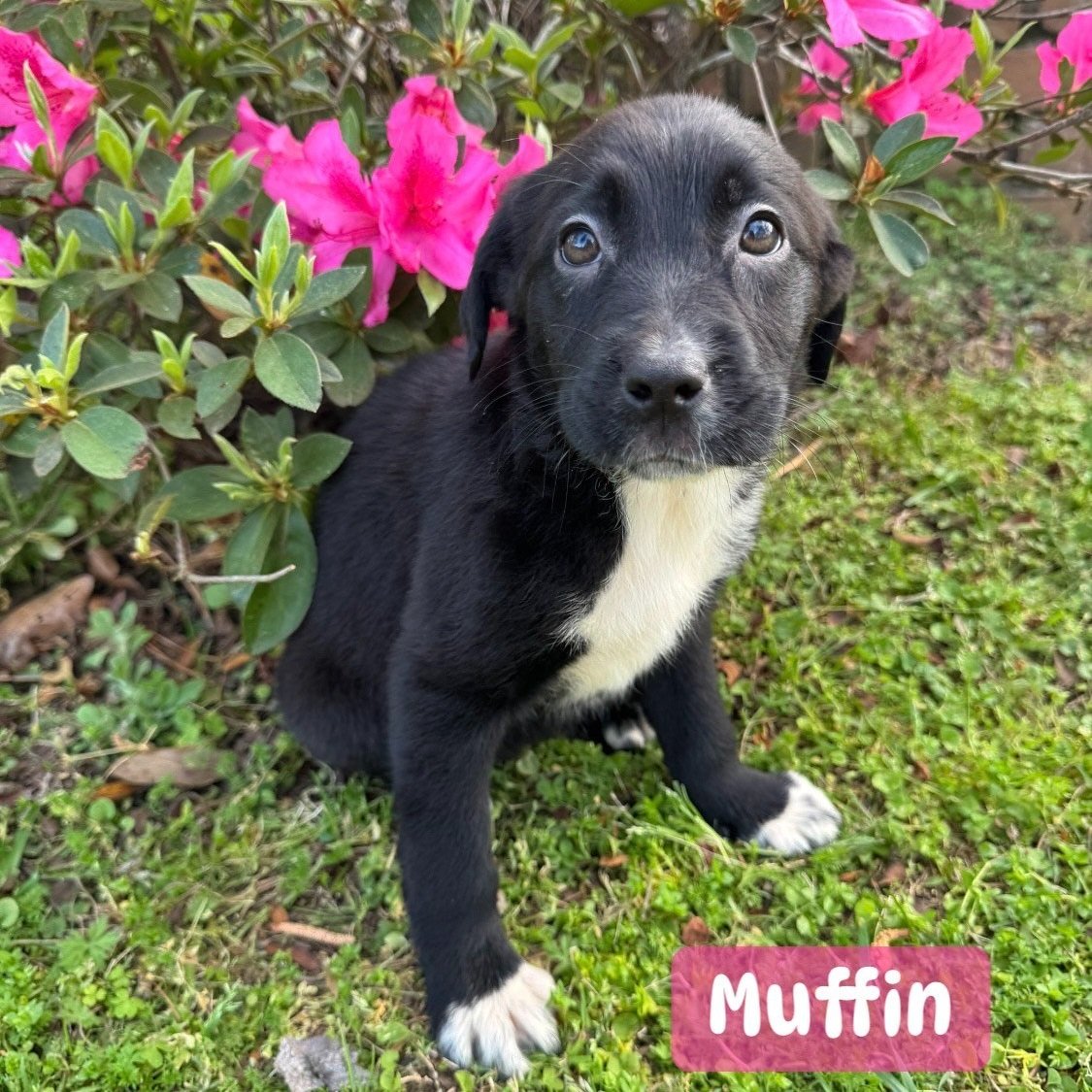 Muffin.jpg