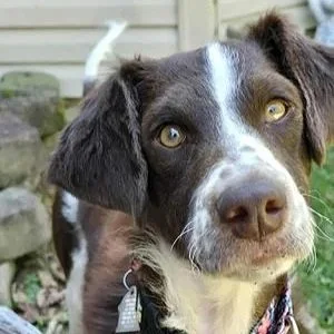 Bindi2.jpg