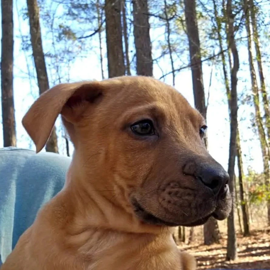 Shaggy - The Mystery Gang