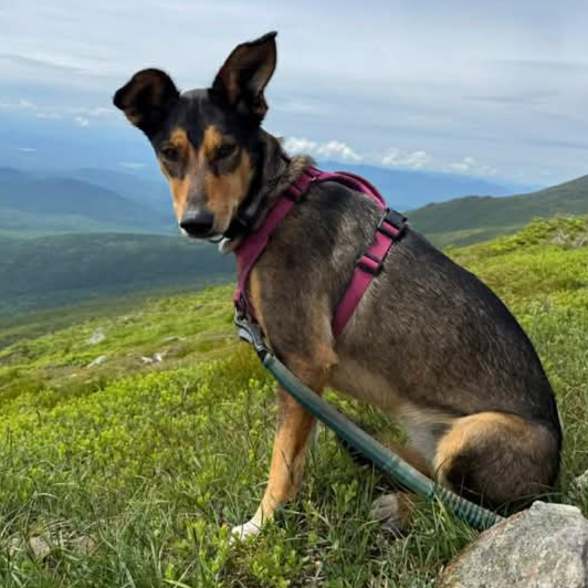 Tozi - Courtesy Post