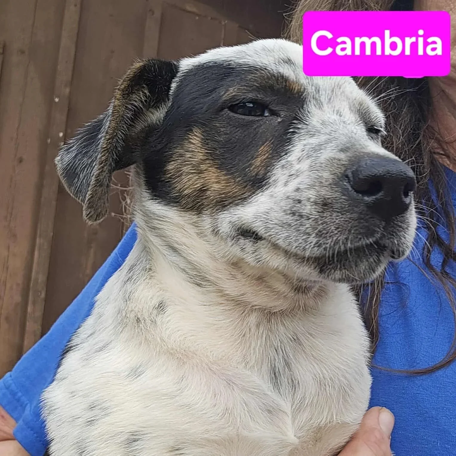 Cambria3.jpg
