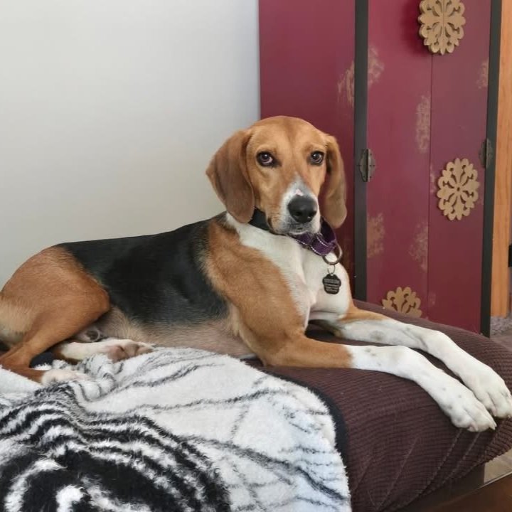 Archie1.jpg