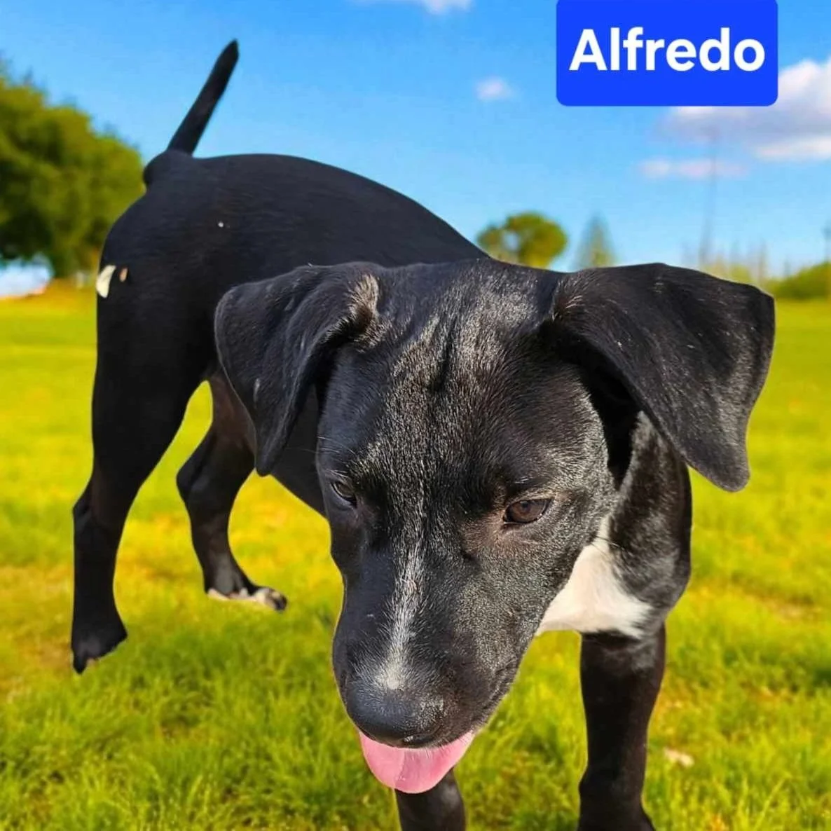 Alfredo2.jpg