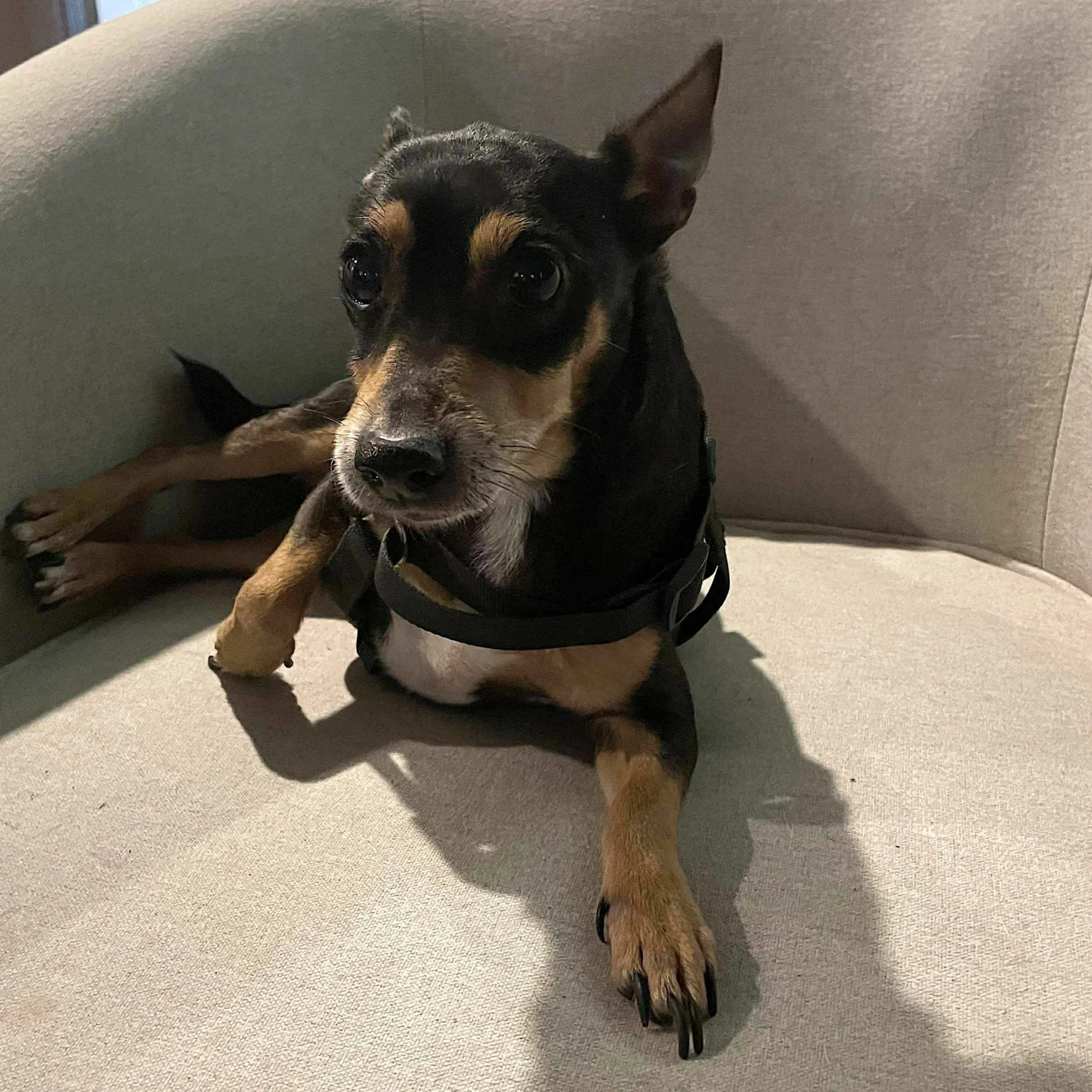 Rudy - Adopted