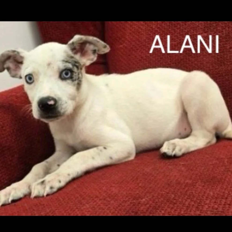 Alani1.png