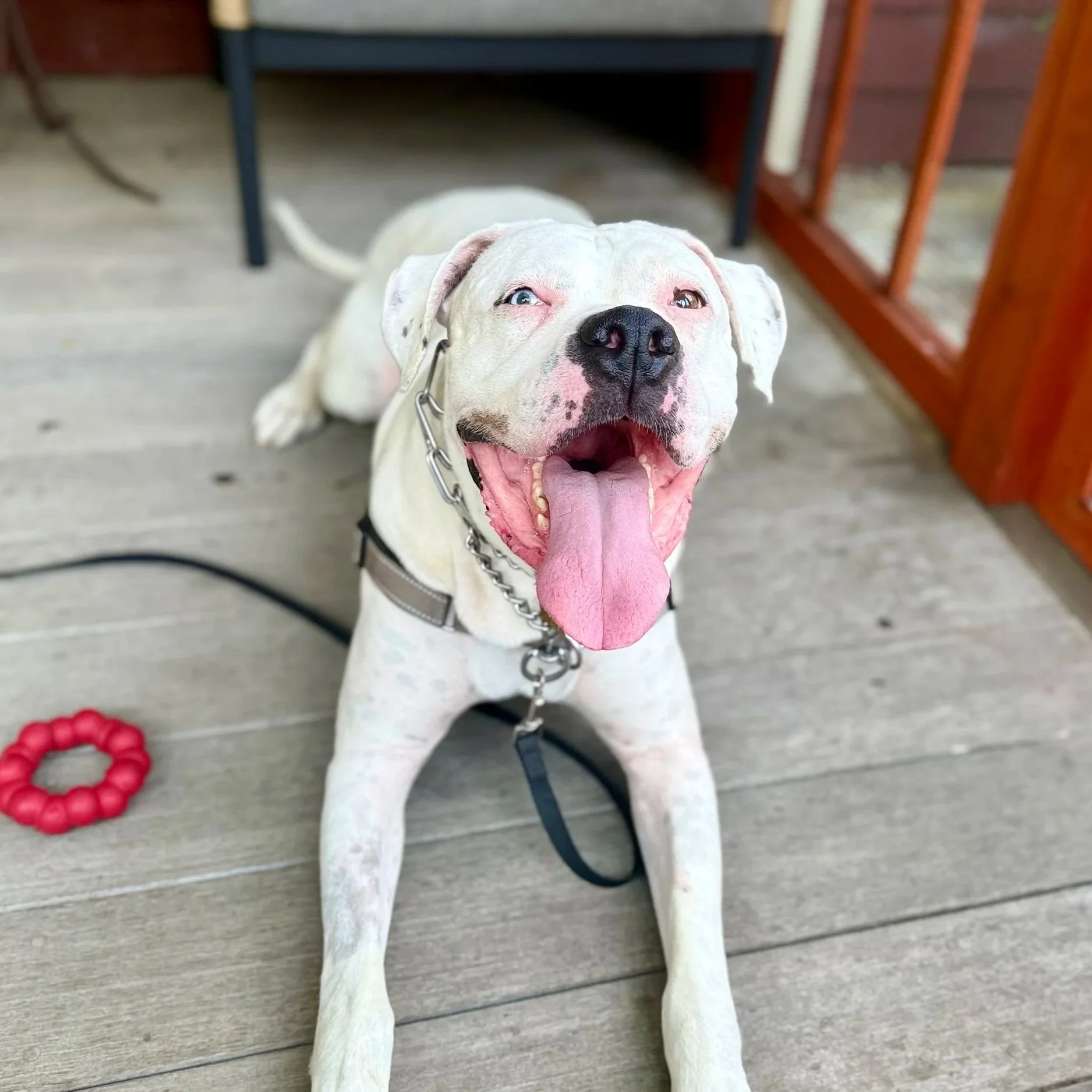 Doggo5.jpg