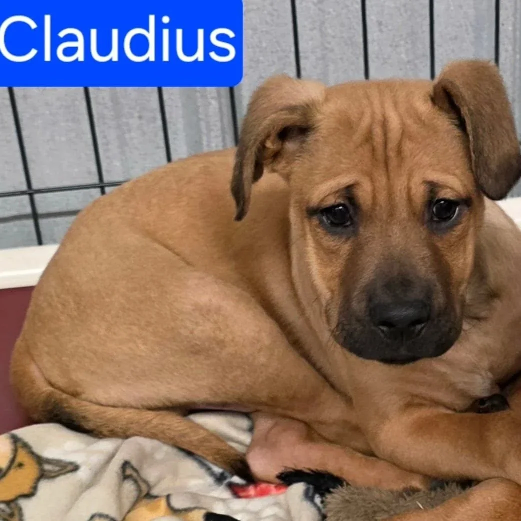 Claudius - The Gladiators - Adopted