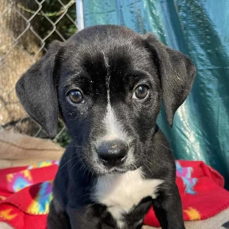 Ophelia - The Victorian 10