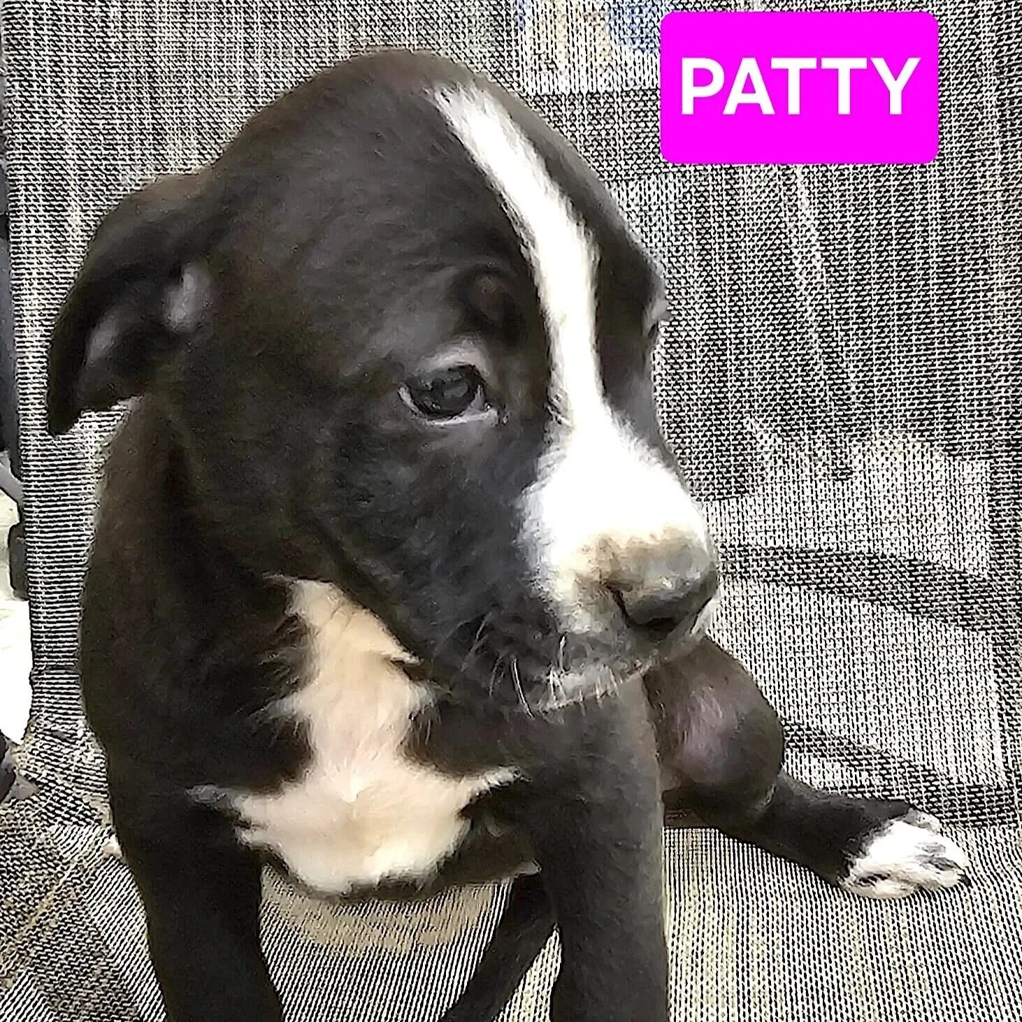 Patty1.jpg