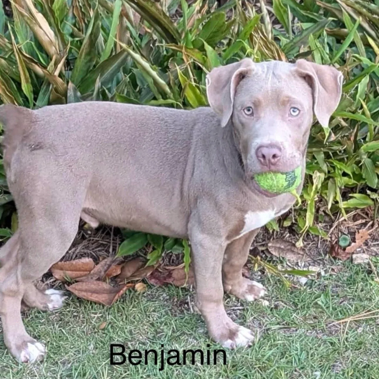 Benjamin3.png