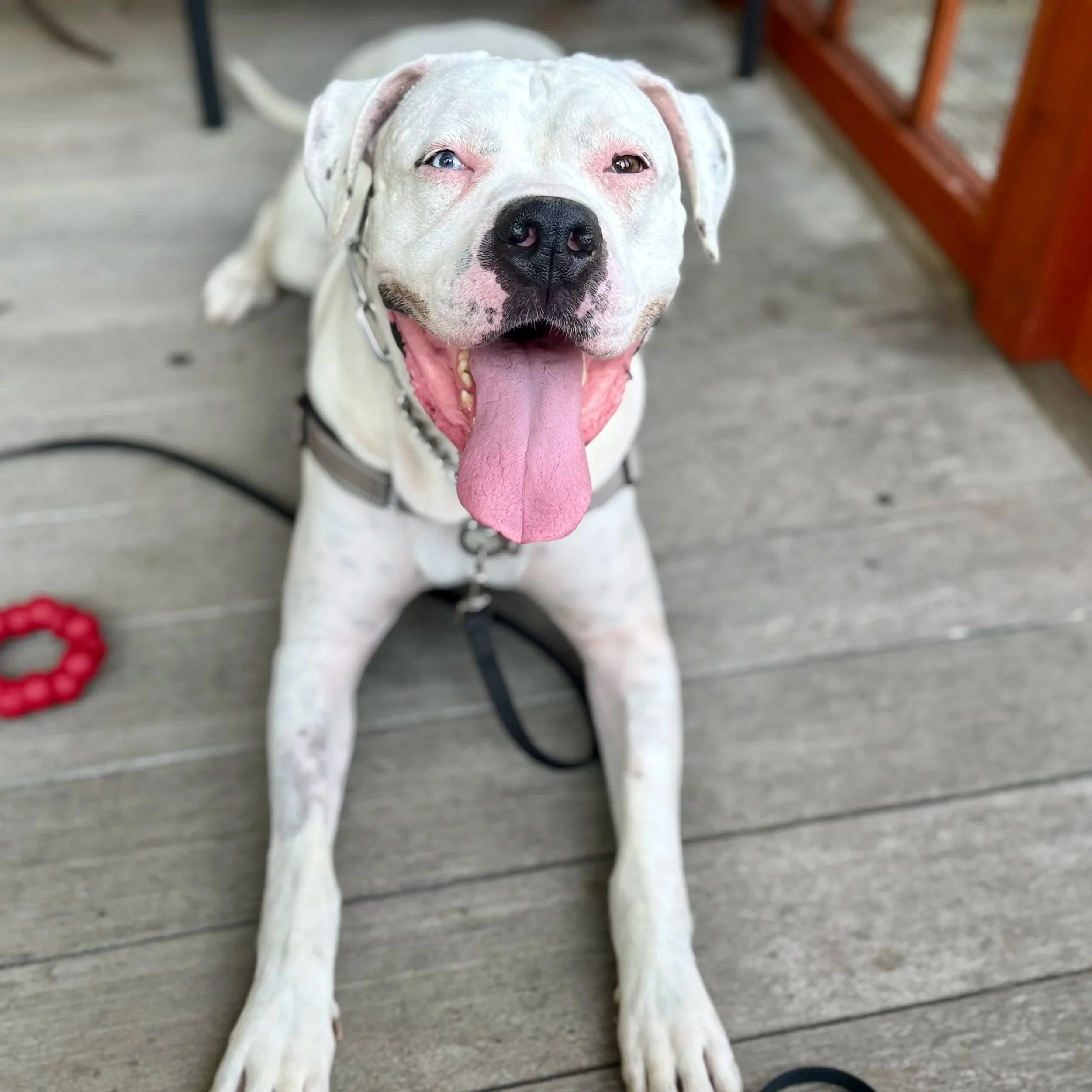 Doggo7.jpg