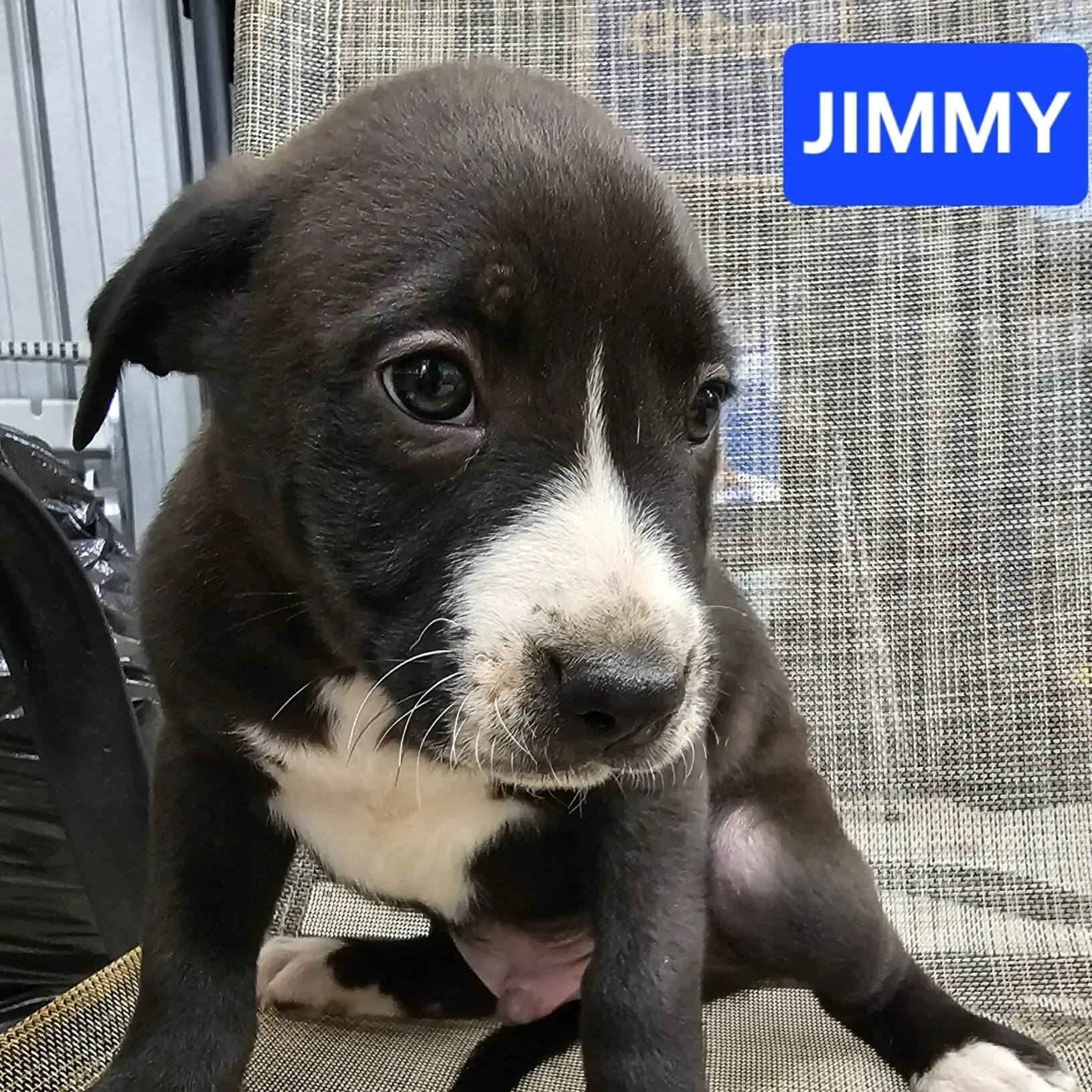 Jimmy2.jpg