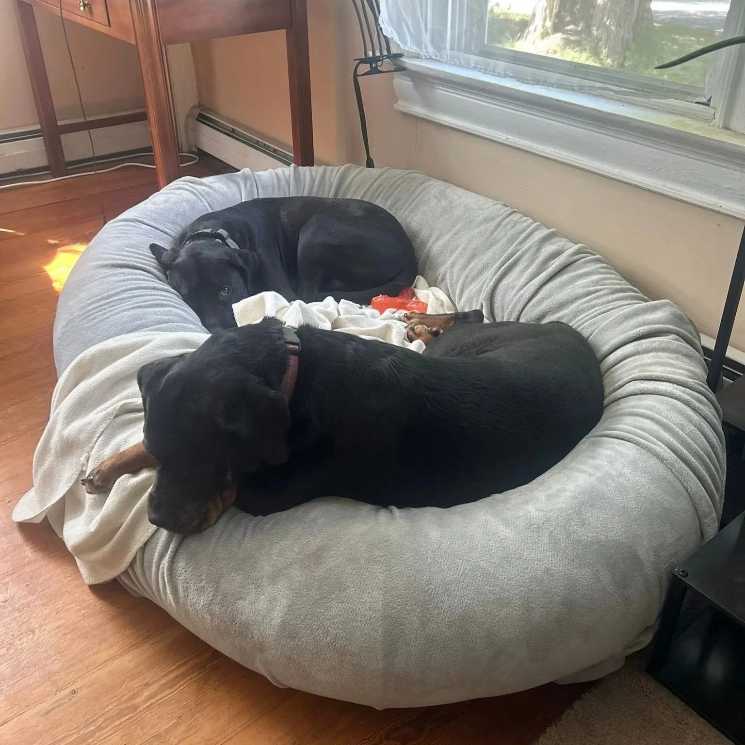 Arlo3.jpg