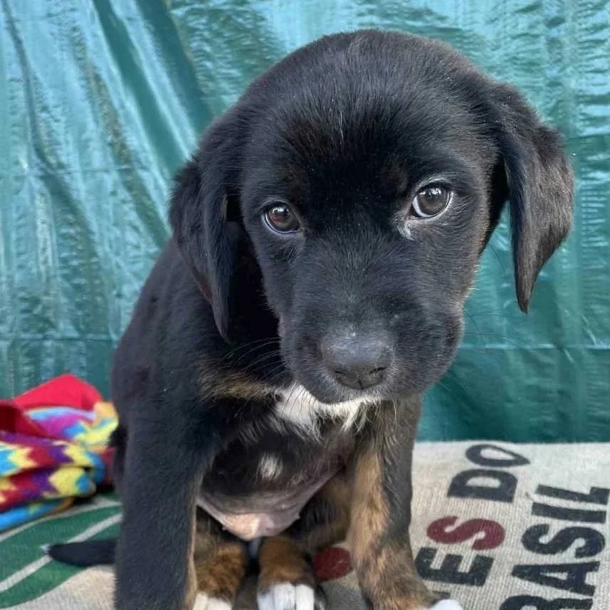 Rosetta - The Victorian 10