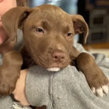 Biscuit - The Bottle Babies - Adopted