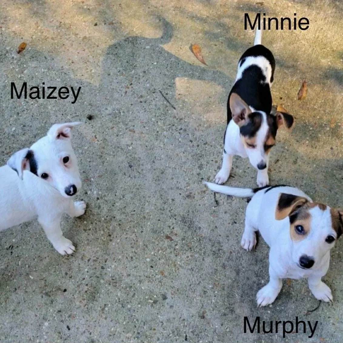 Minnie+Mazey+Murph.jpg