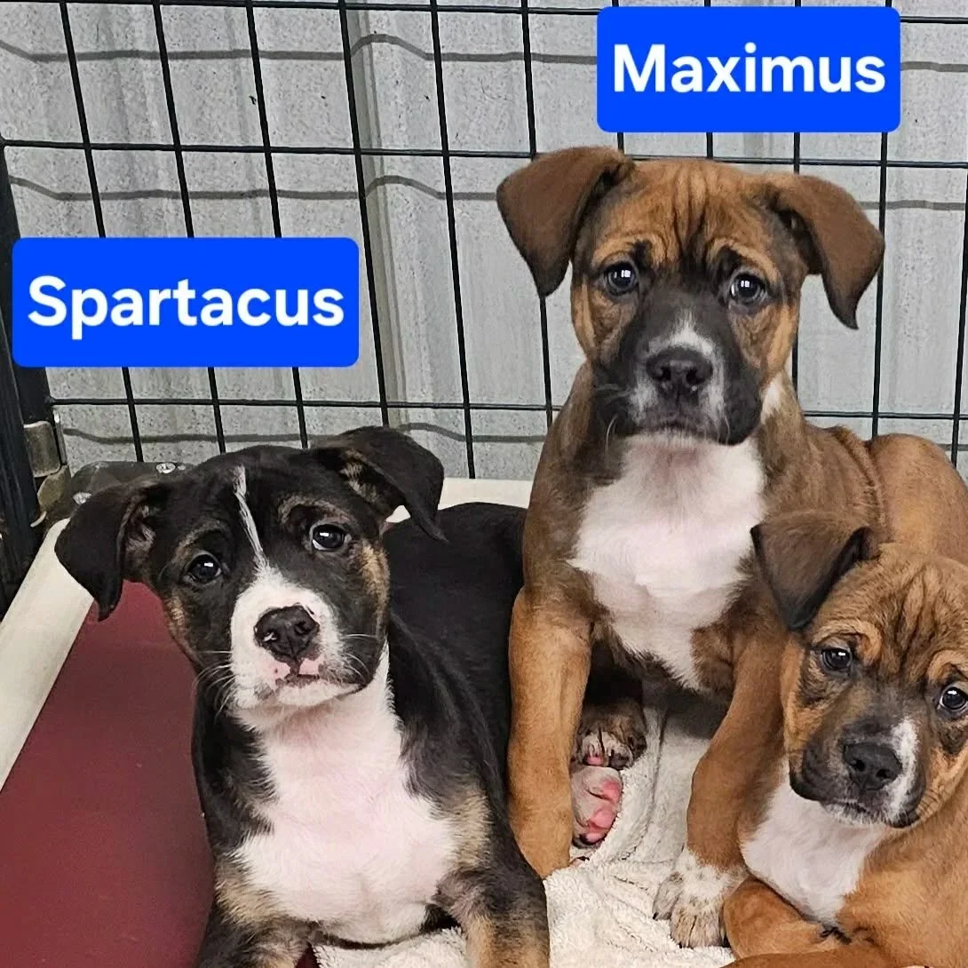 Maximus_Spartacus_Lucius.jpg