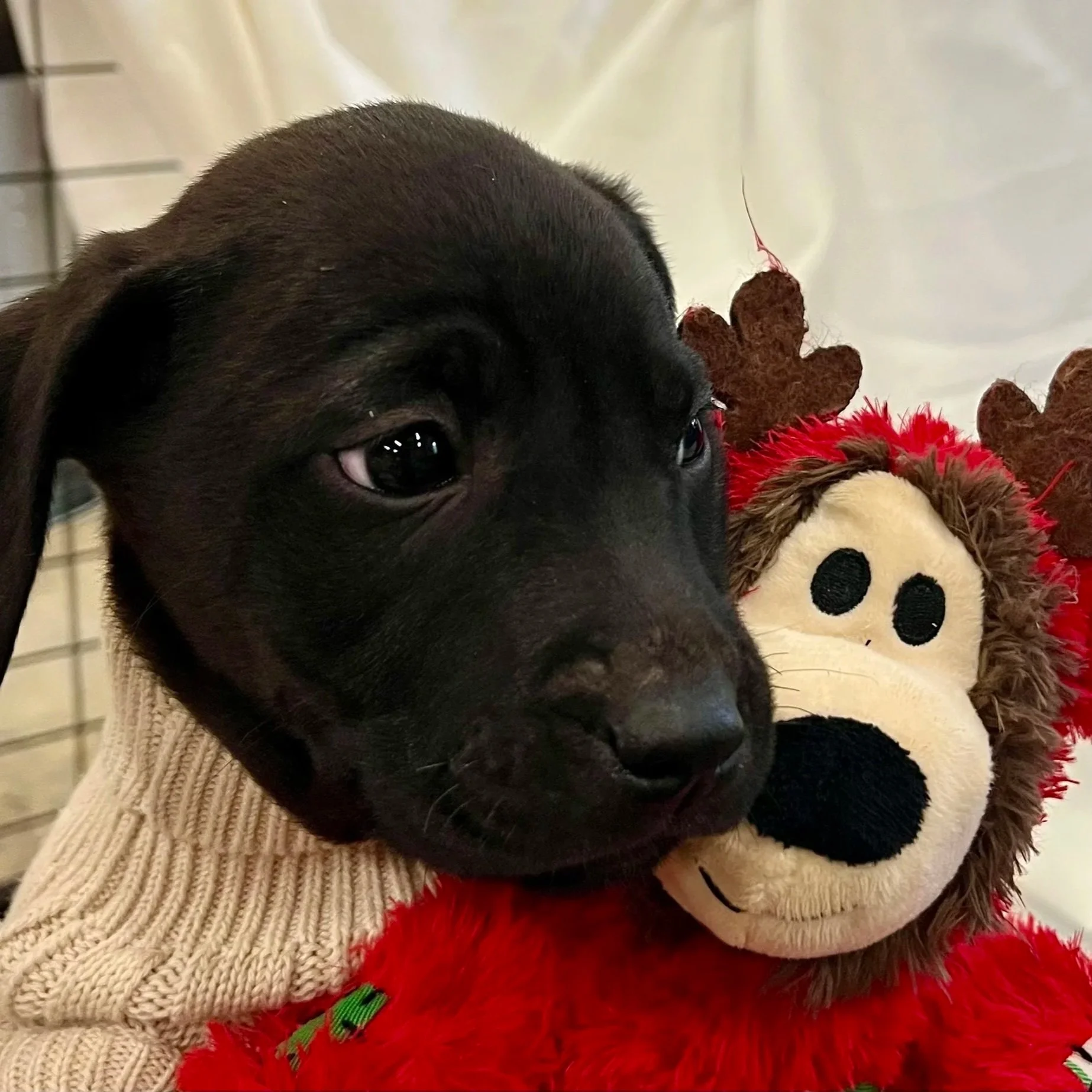 Tadpole - The Licorice Litter - Adopted