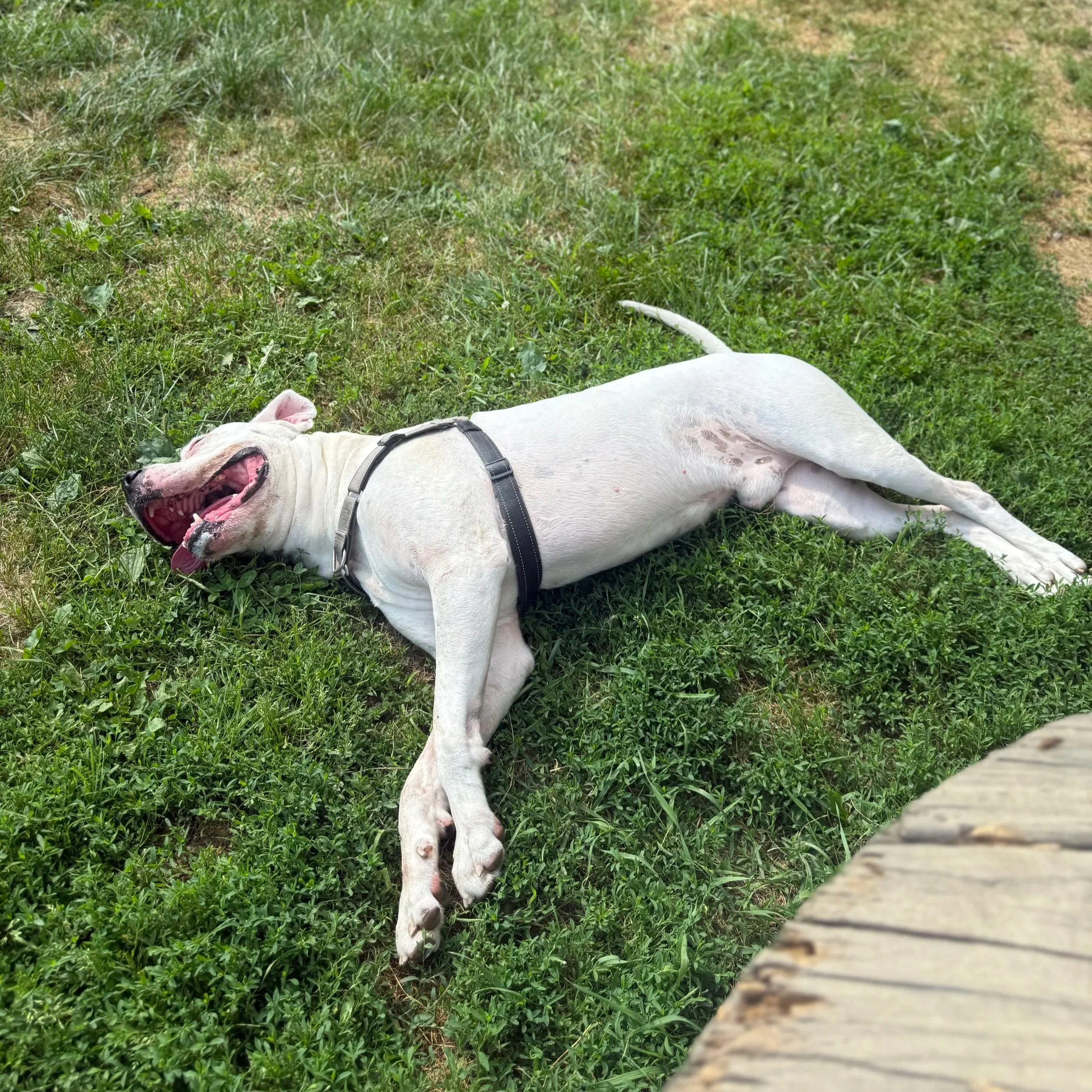 Doggo3.jpg