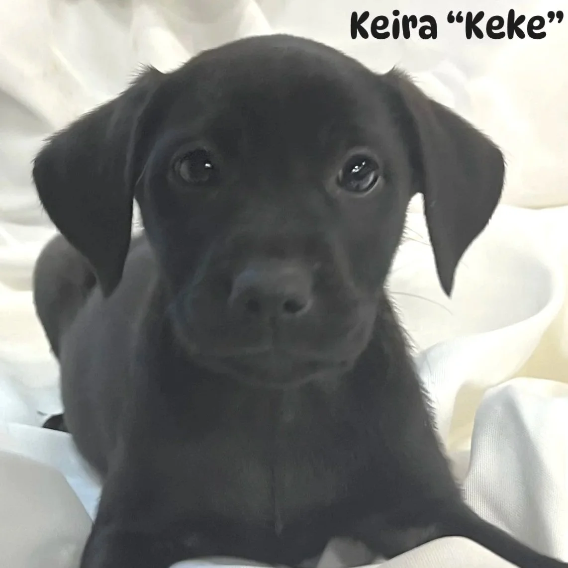 Keira1.jpg