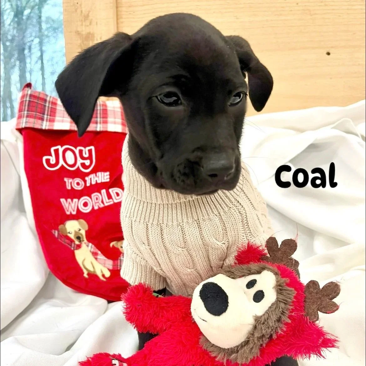 Coal - The Licorice Litter