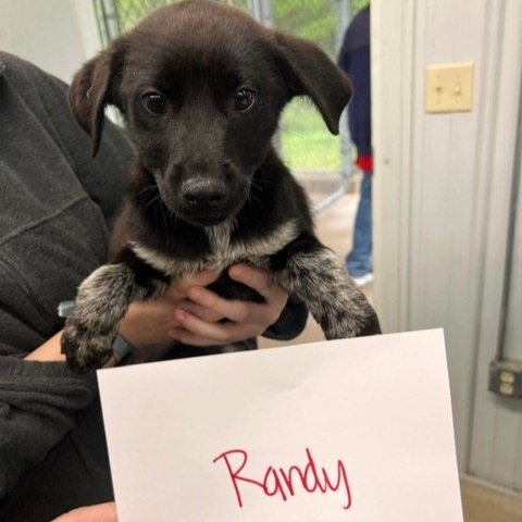 Randy3.jpg