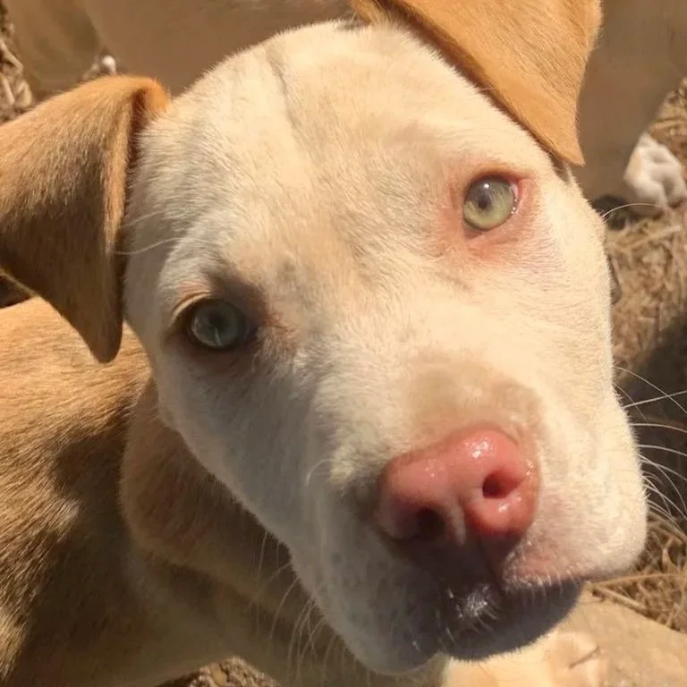 Kojak - The Highway Pups - Adopted