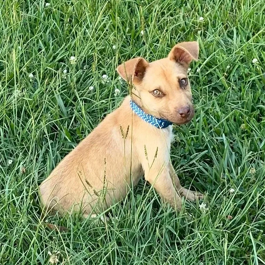 Ollie5.jpg