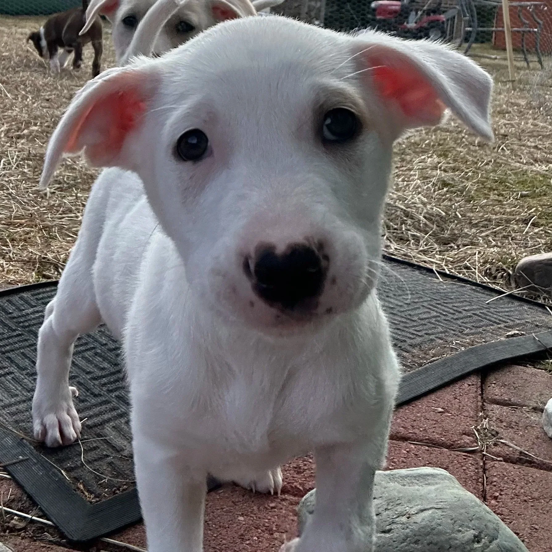 Cheddar - Available to Meet in Vermont