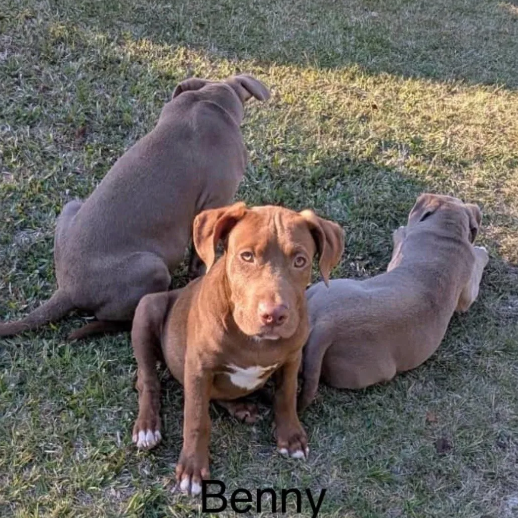 Benny1.png