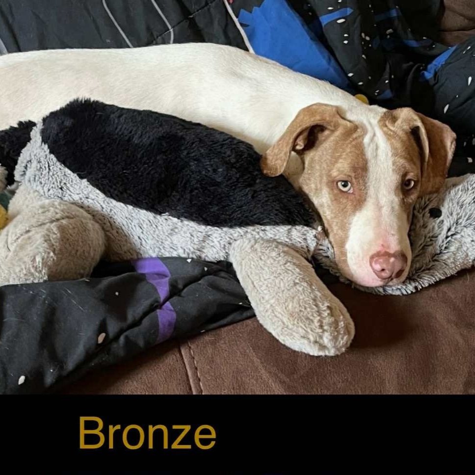 Bronze10.jpg