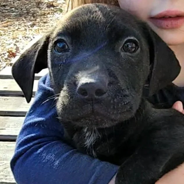 Fred - The Mystery Gang