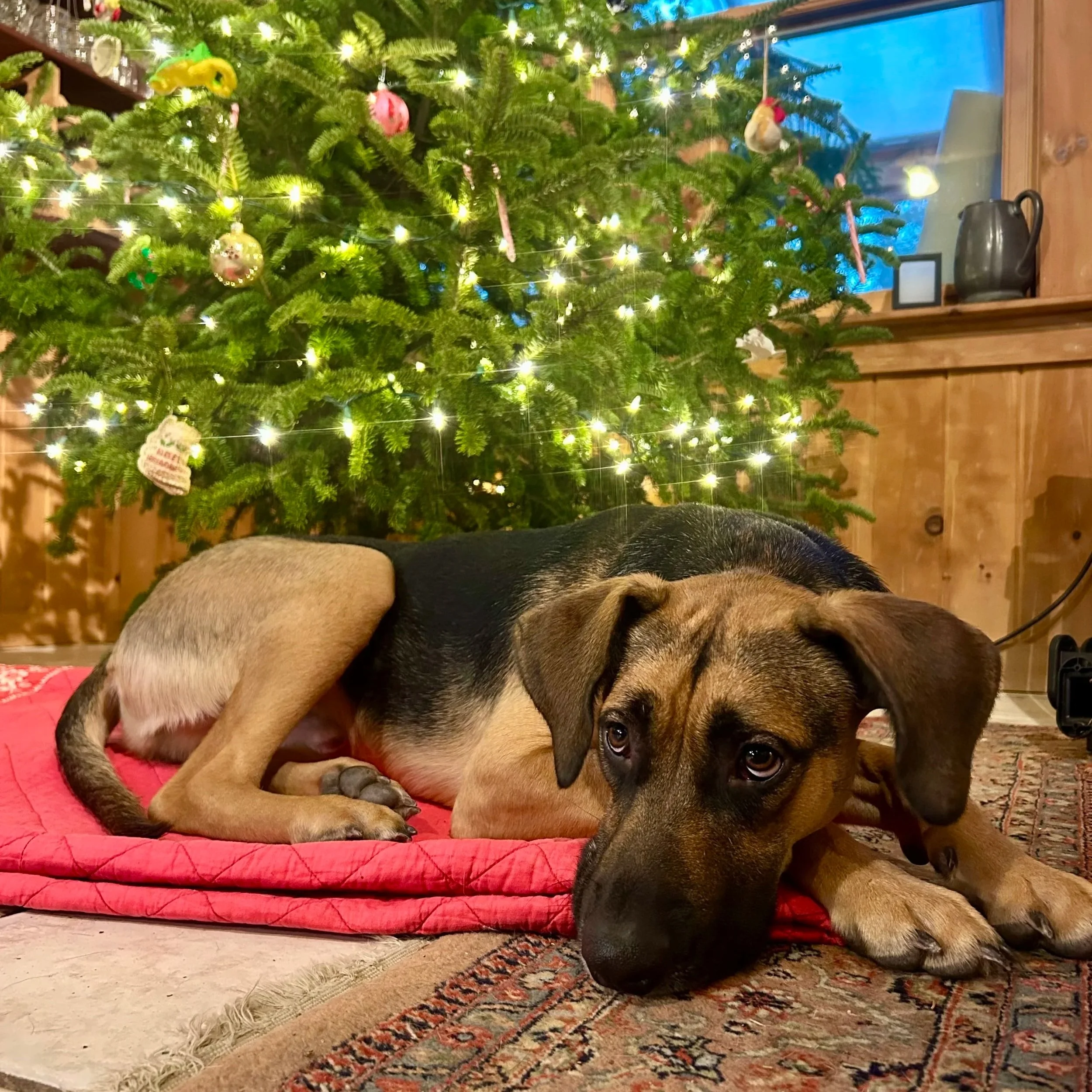 Tango - Available to Meet in Vermont