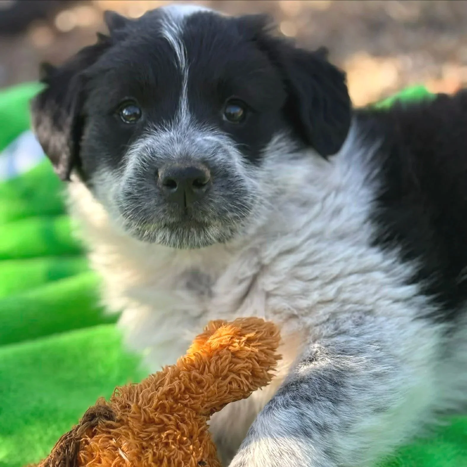 Anastasia - The Cinderella Litter - Adopted