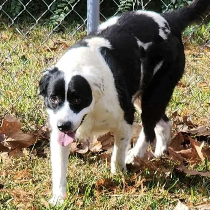 Gracie2.jpg