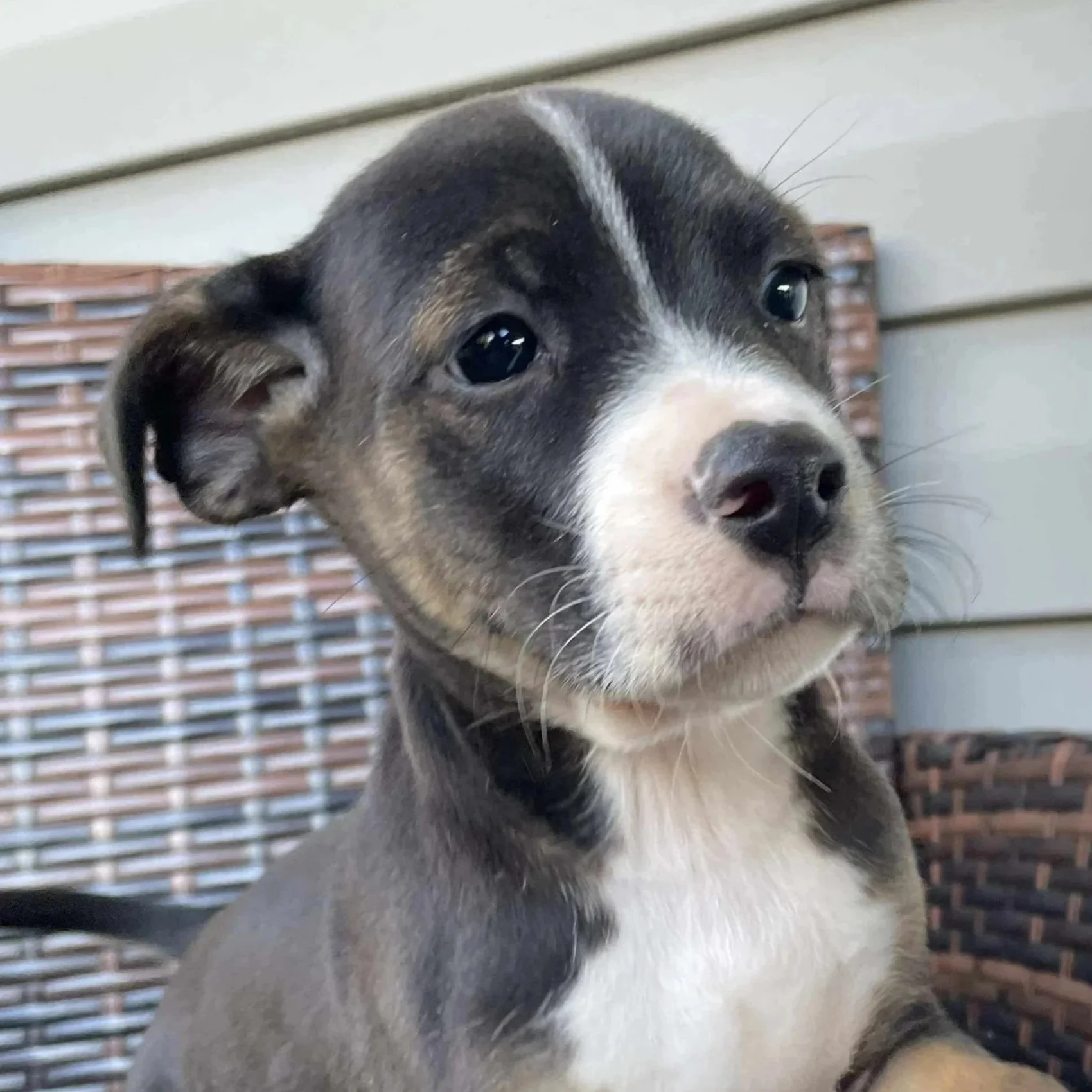 Spartacus - The Gladiators