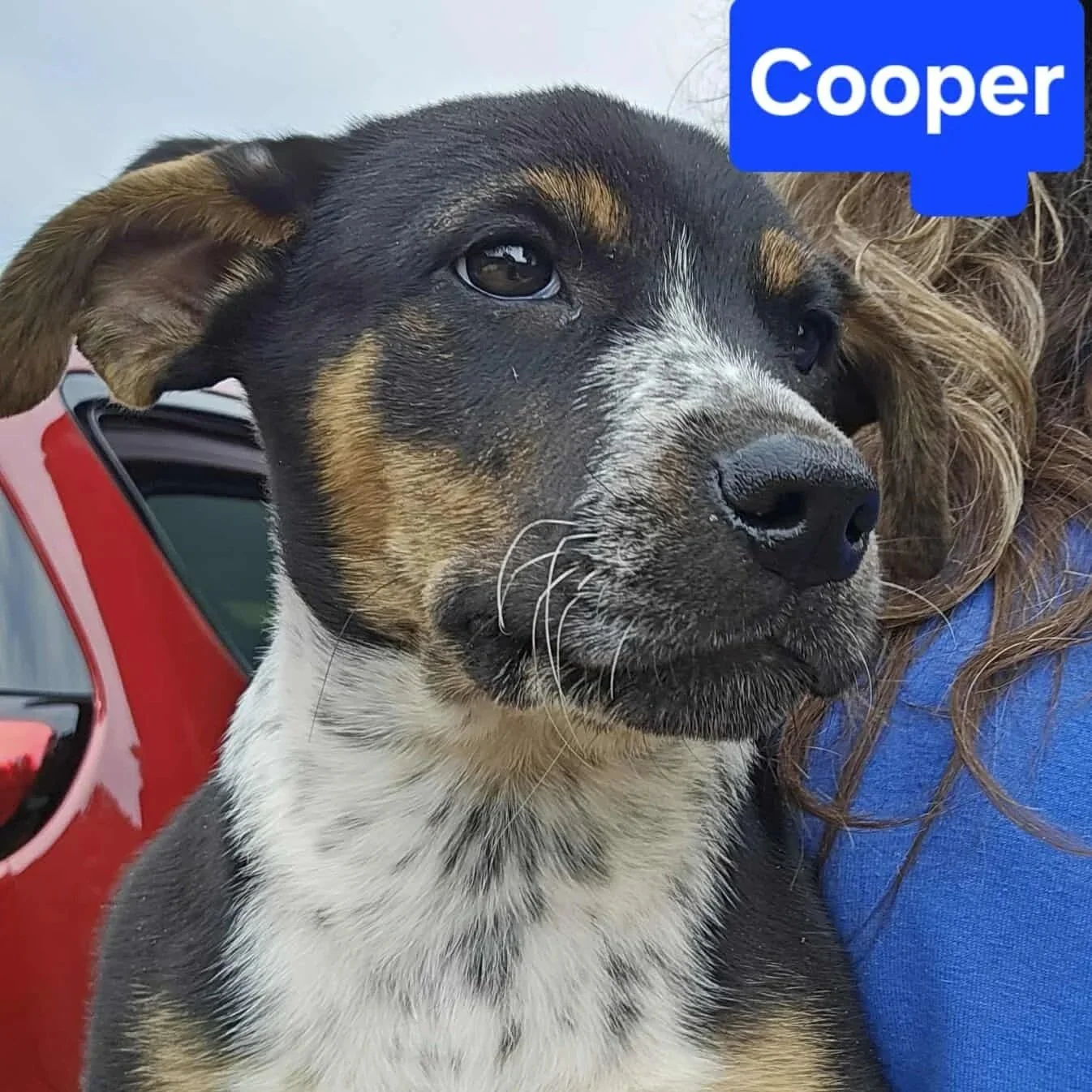 Cooper2.jpg