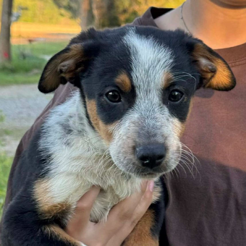 Dallas - Dixie's Pups - Adopted