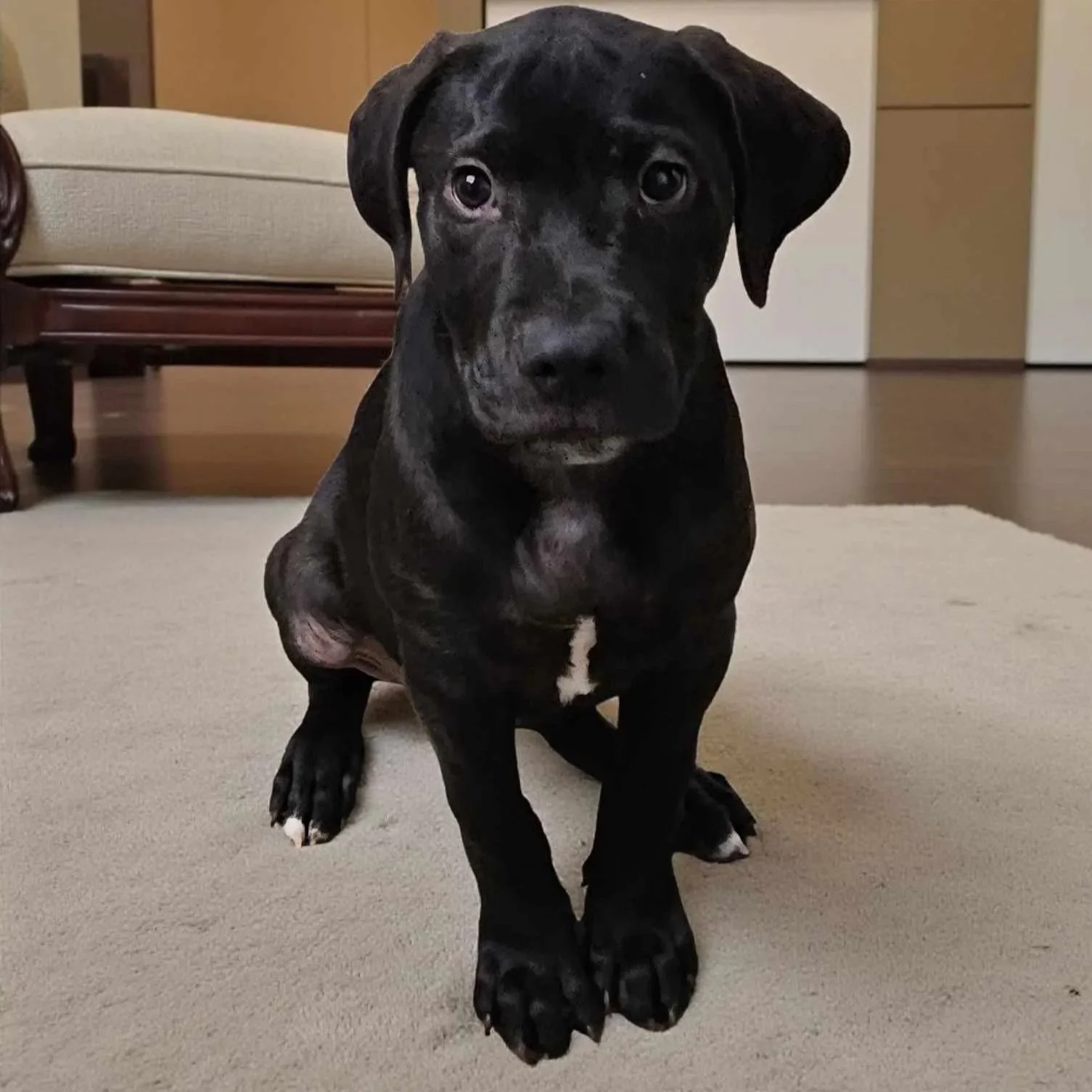 Brownie1.jpg