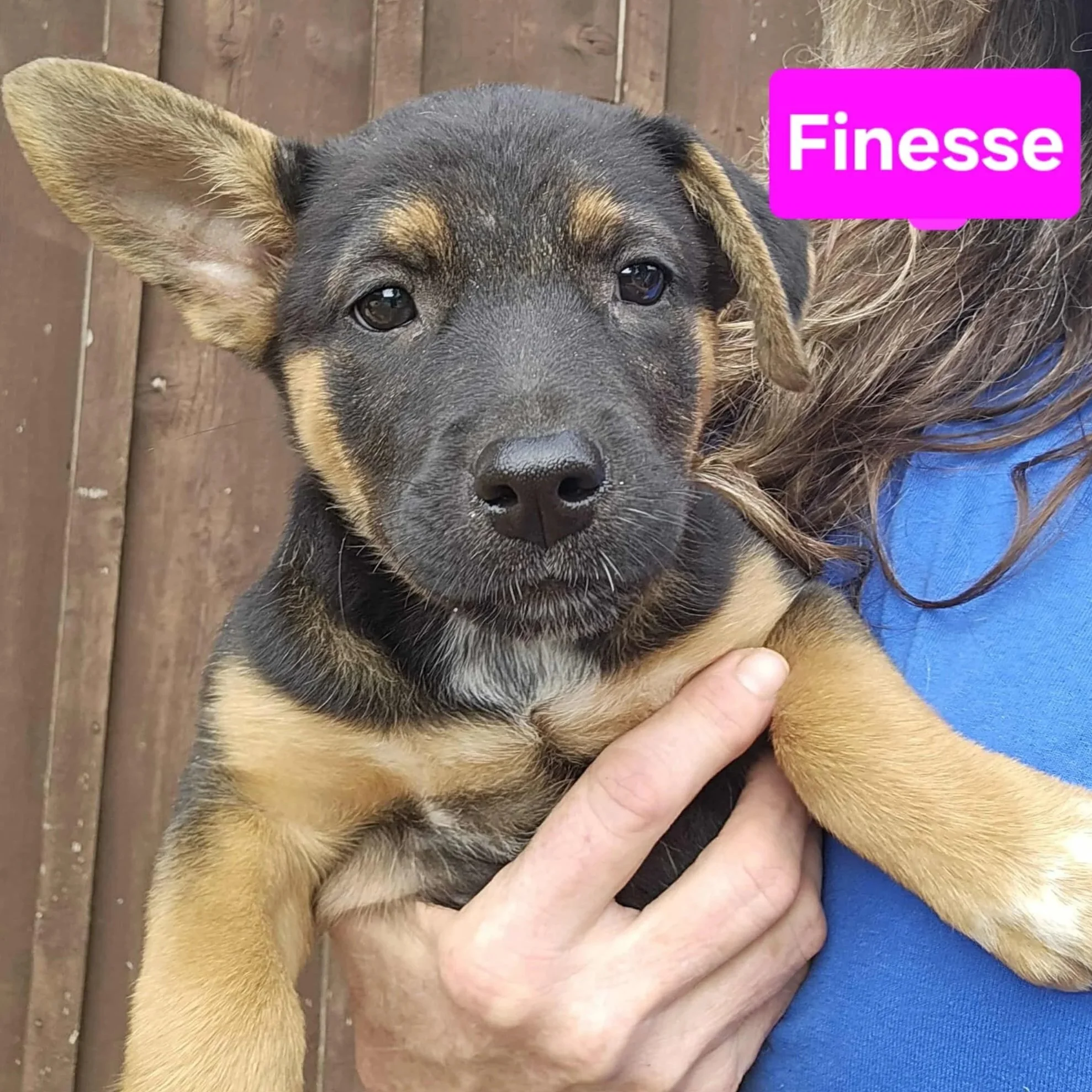 Finesse2.jpg