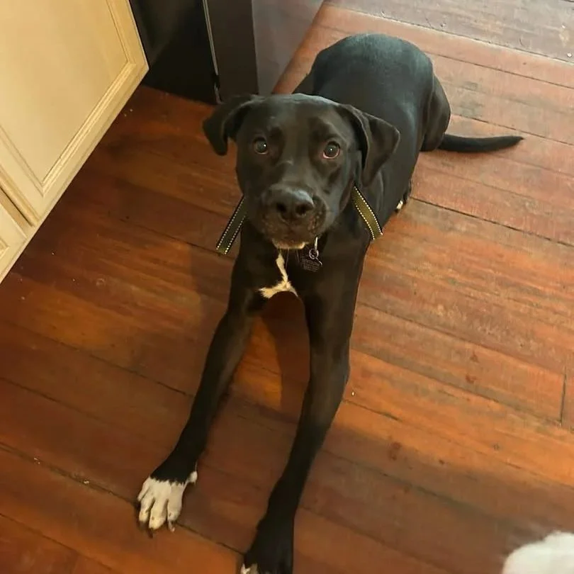 Arlo4.jpg